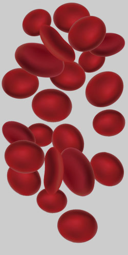 Red Blood Cells